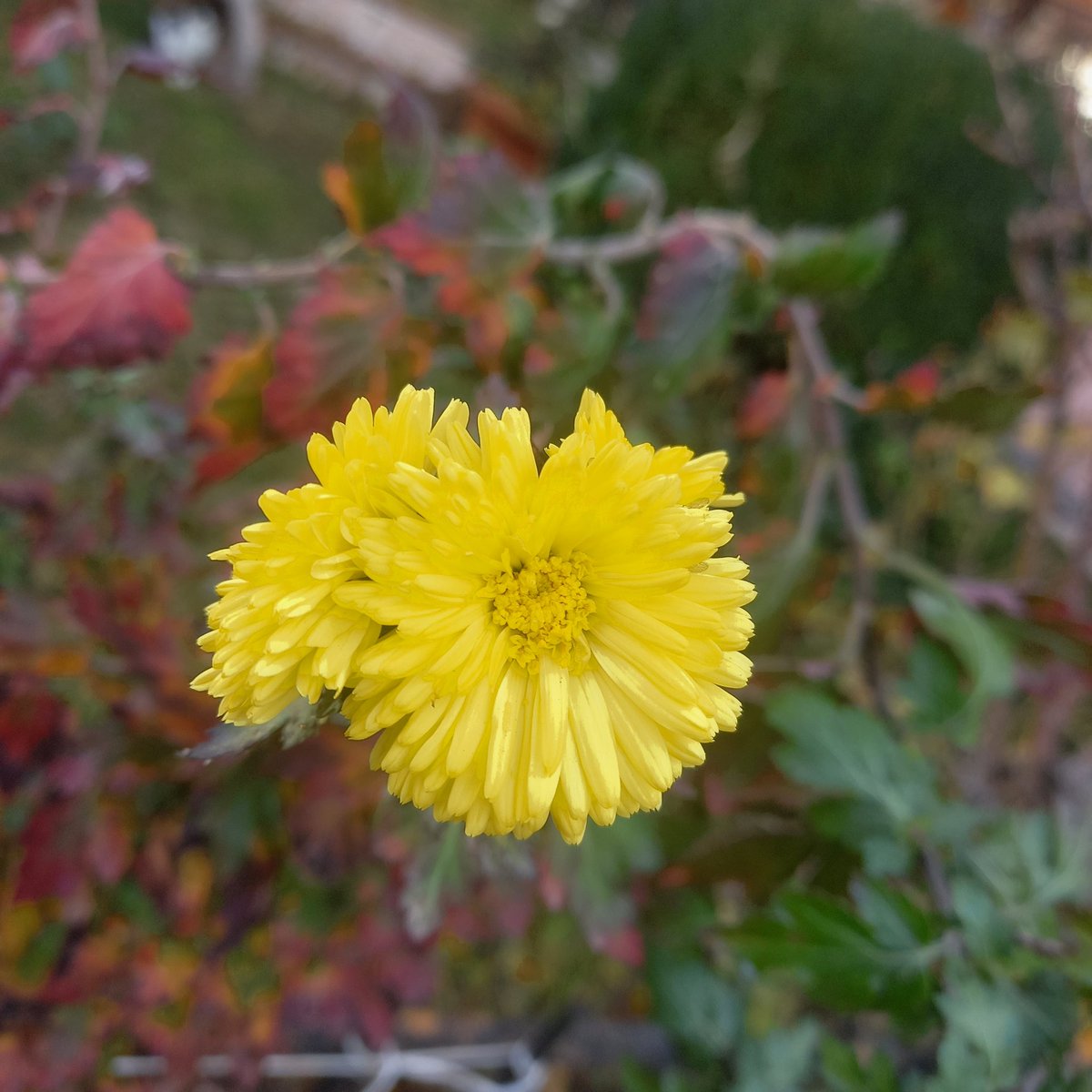 Blüten des Tages <a href="/sphericum/">sphericum</a>