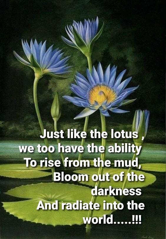 Sunita_Says_'s tweet photo. Lotus Is The Only Flower That Teaches Us Where We Reach Is Important Not Where We Come From....!!!
#quote #NoMudNoLotus #mindfulness #BeTheBest #BeAnExample #RespectYourself #ThursdayMotivation #JoyTrain https://t.co/6df8EmEsAu