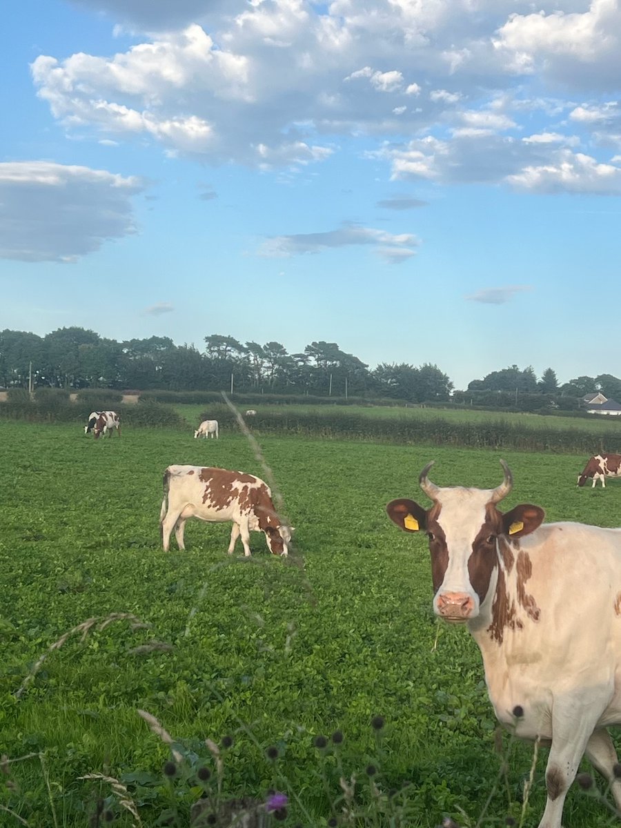 BOVAER - what on earth it that, and are we using it?

You might have heard about Bovaer—a feed additive designed to reduce methane emissions from cows.  It's also slightly more interesting than that too - as it's going to be made just 20 miles from our own farm in Dalry, Ayrshire