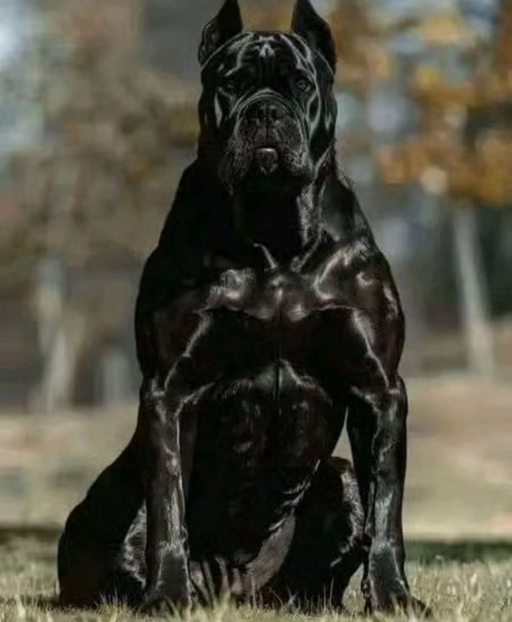 Bibliotecario Enfurecido tweet media