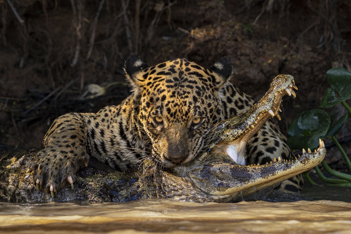 Ian Ford documents the moment a jaguar delivers a fatal bite to a caiman in the Pantanal.

Book now to discover more images from some of the world’s best photographers at Wildlife Photographer of the Year. 

🎟️ orlo.uk/PaLkg

© Ian Ford #WPY60