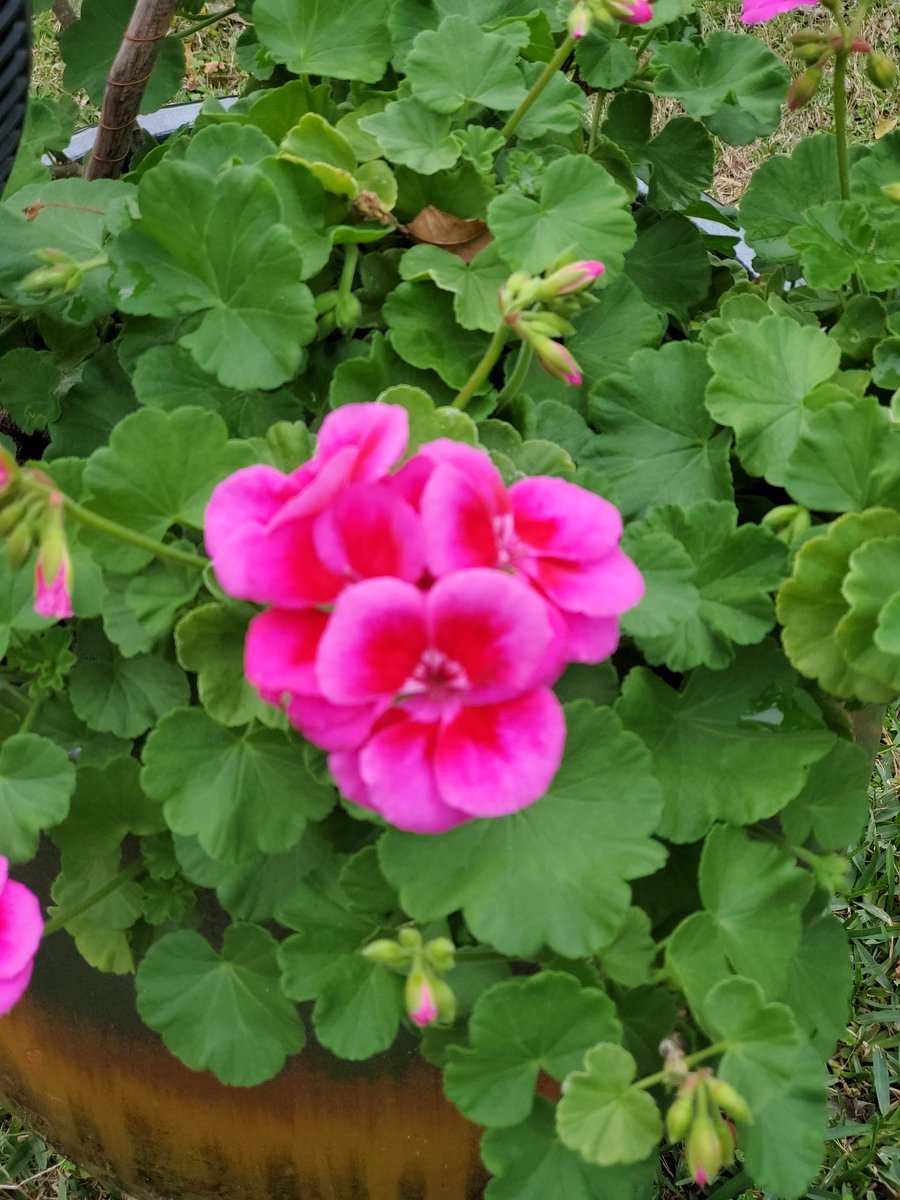 Still blooming in Texas