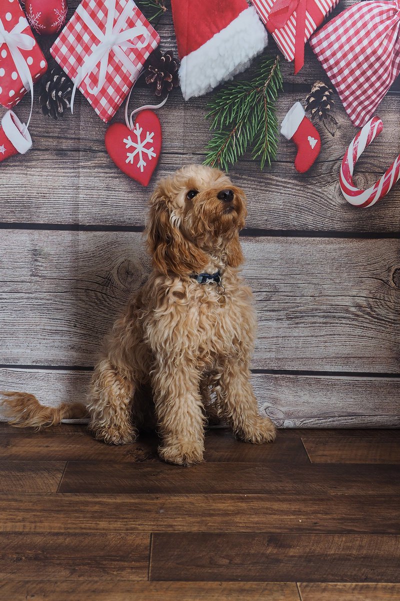 DCockapoo's tweet image. #ThrowbackThursday to my first Christmas photo shoot