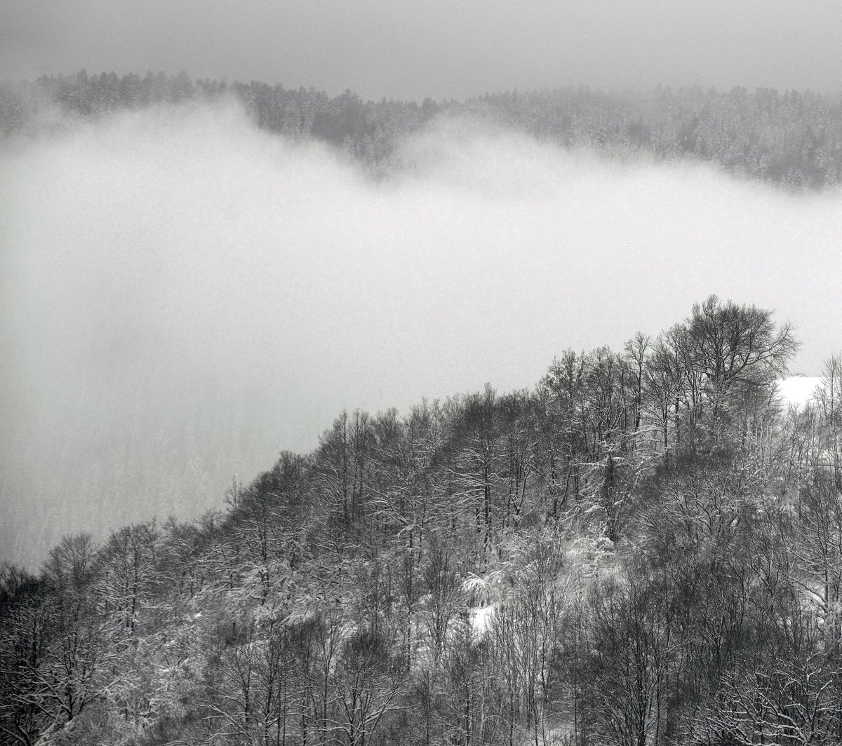 Projet de budget pour 2025: il manque un million d’euros, selon les communes forestières
👉 forestopic.com/fr/en-bref/182…