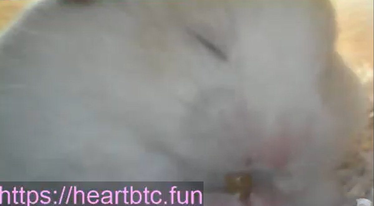 H2artBTC's tweet photo. Mealworms are just too yummy~ 😋

https://t.co/ITO4tJSzbi

#DeLife #Heart https://t.co/zrStBNfjIz