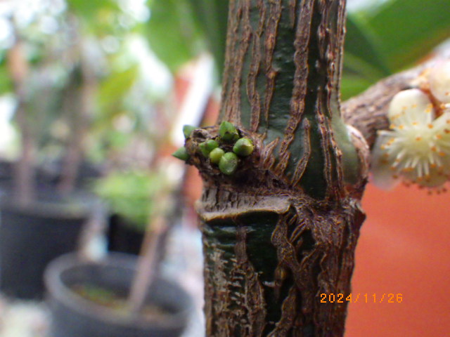 メキシカンマンゴスチン 中苗[希少熱帯果樹]Garcinia sp.Mexico