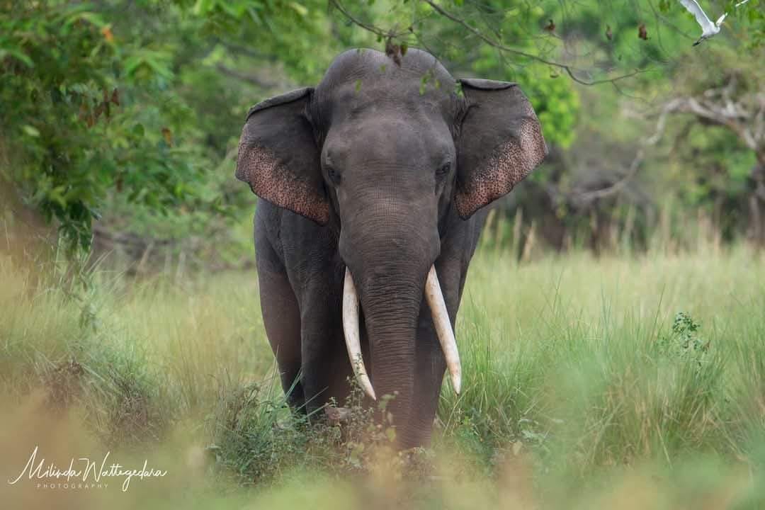 WildFlixNFT's tweet photo. Heartbreaking news: Tusker Digha 1, the majestic king of Kalavewa NP, was tragically killed today by an unauthorized power line. 💔😢

(Photos are belongs to the respective owners) https://t.co/EDSpJzfVVz