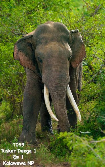 WildFlixNFT's tweet photo. Heartbreaking news: Tusker Digha 1, the majestic king of Kalavewa NP, was tragically killed today by an unauthorized power line. 💔😢

(Photos are belongs to the respective owners) https://t.co/EDSpJzfVVz
