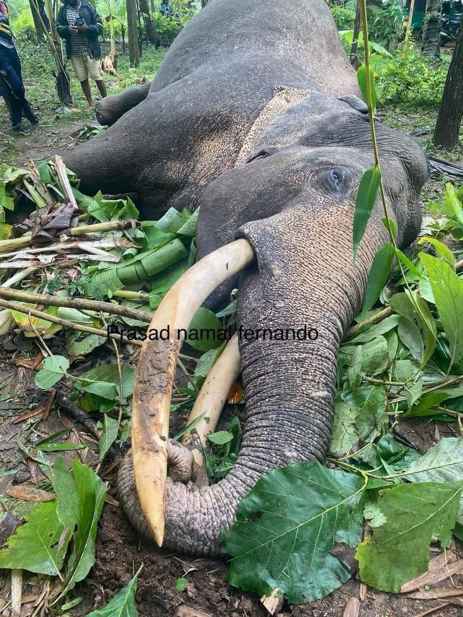 WildFlixNFT's tweet photo. Heartbreaking news: Tusker Digha 1, the majestic king of Kalavewa NP, was tragically killed today by an unauthorized power line. 💔😢

(Photos are belongs to the respective owners) https://t.co/EDSpJzfVVz
