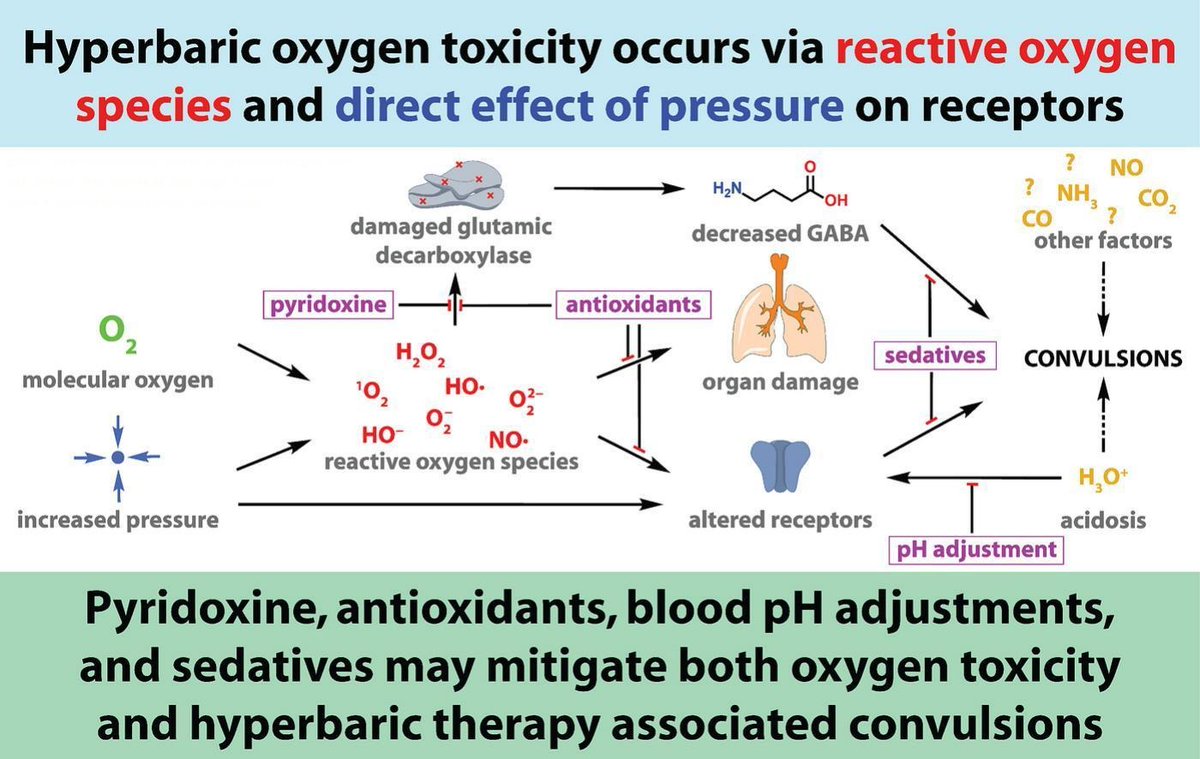 IOCBPrague's tweet photo. #review #HBOT #HyperbaricOxygenTherapy #OxygenToxicity
New insights into the mechanisms and prevention of central nervous system oxygen toxicity: A prospective review (Groborz, Marsalek, Sefc) - Life Sciences: https://t.co/85SNUuKI2u
@IOCBPrague @1LFUK1 @CVUTPraha https://t.co/TPVXdF1Y40