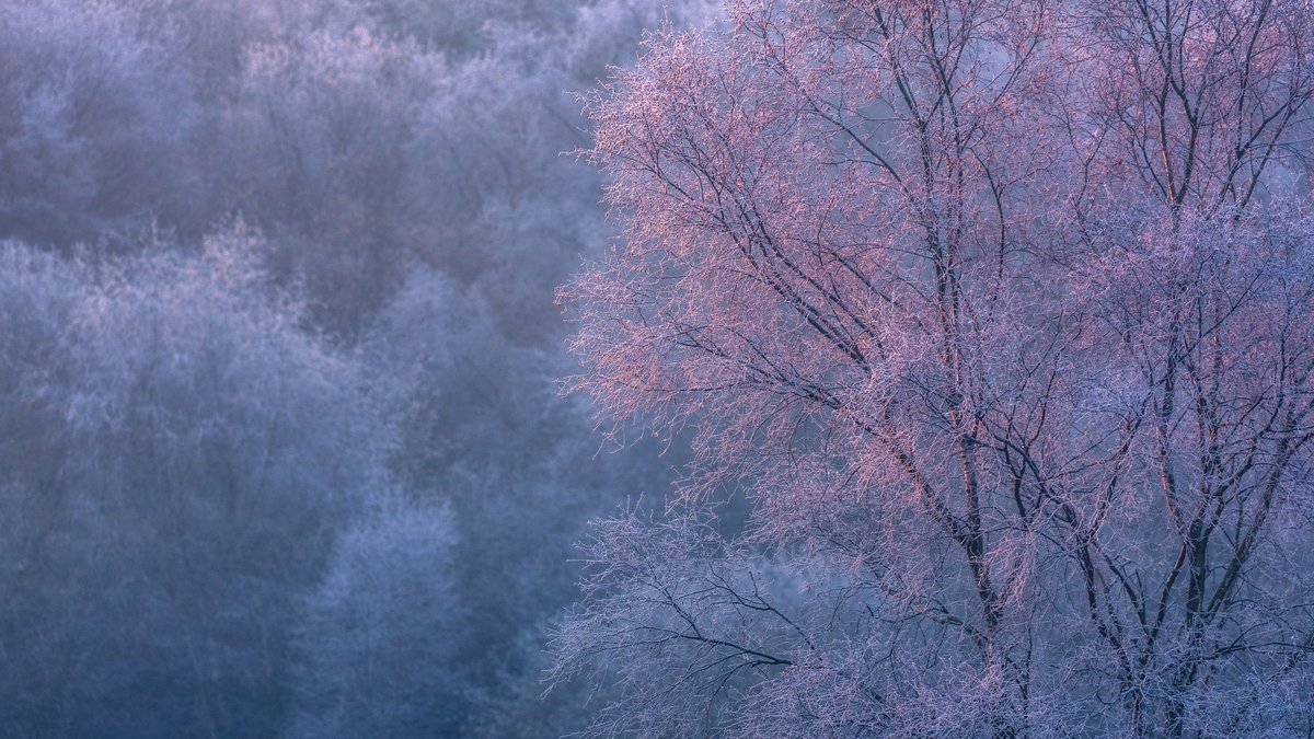 VerityMilligan's tweet photo. I have a 16 hour shoot today so it’s going to be a post &amp; run Day 52 of my futile one-woman crusade to keep real images popping up on your feed rather than AI…

It’s -2c in Birmingham. That means, just maybe, in Sutton Park the trees will be covered in hoar frost at first light https://t.co/AckbhRE8nw