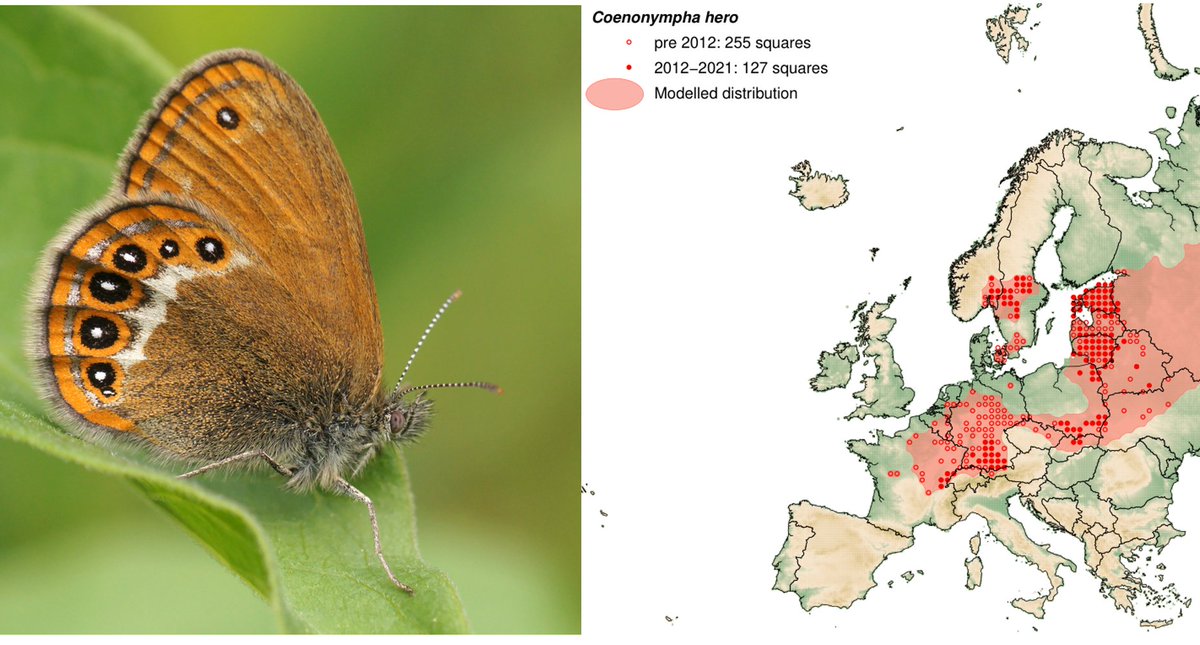 chrisvanswaay's tweet photo. Butterflies extinct in NL: Scarce Heath (zilverstreephooibeestje, Coenonympha hero). Always had a very restricted distribution in NL, there is no habitat anymore. Doing bad in most in W Europe. https://t.co/4Ki5AqB0j1