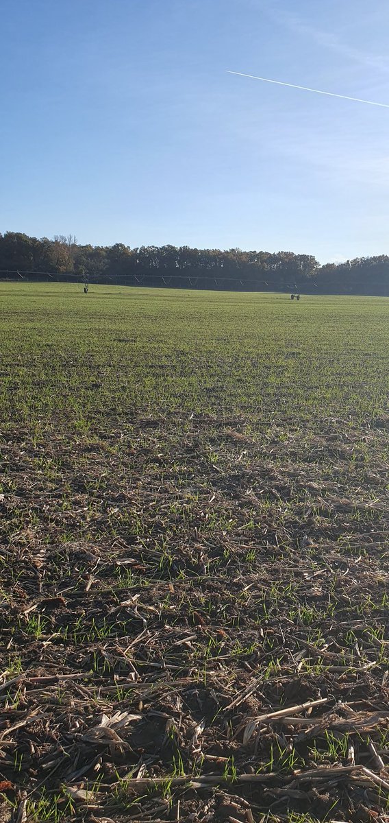 PierreA_Marre's tweet photo. En route pour la récolte #Wheat25 ! Les semis du 5 novembre rayonnent entre 1 et 2F. Les conditions d'implantation et la pression limaces sur certaines parcelles auront certainement raison d'une sole emblavée de 40 ha pour arriver à 25 ? les derniers semis sont encore sous terre. https://t.co/LsAsxdtxdd
