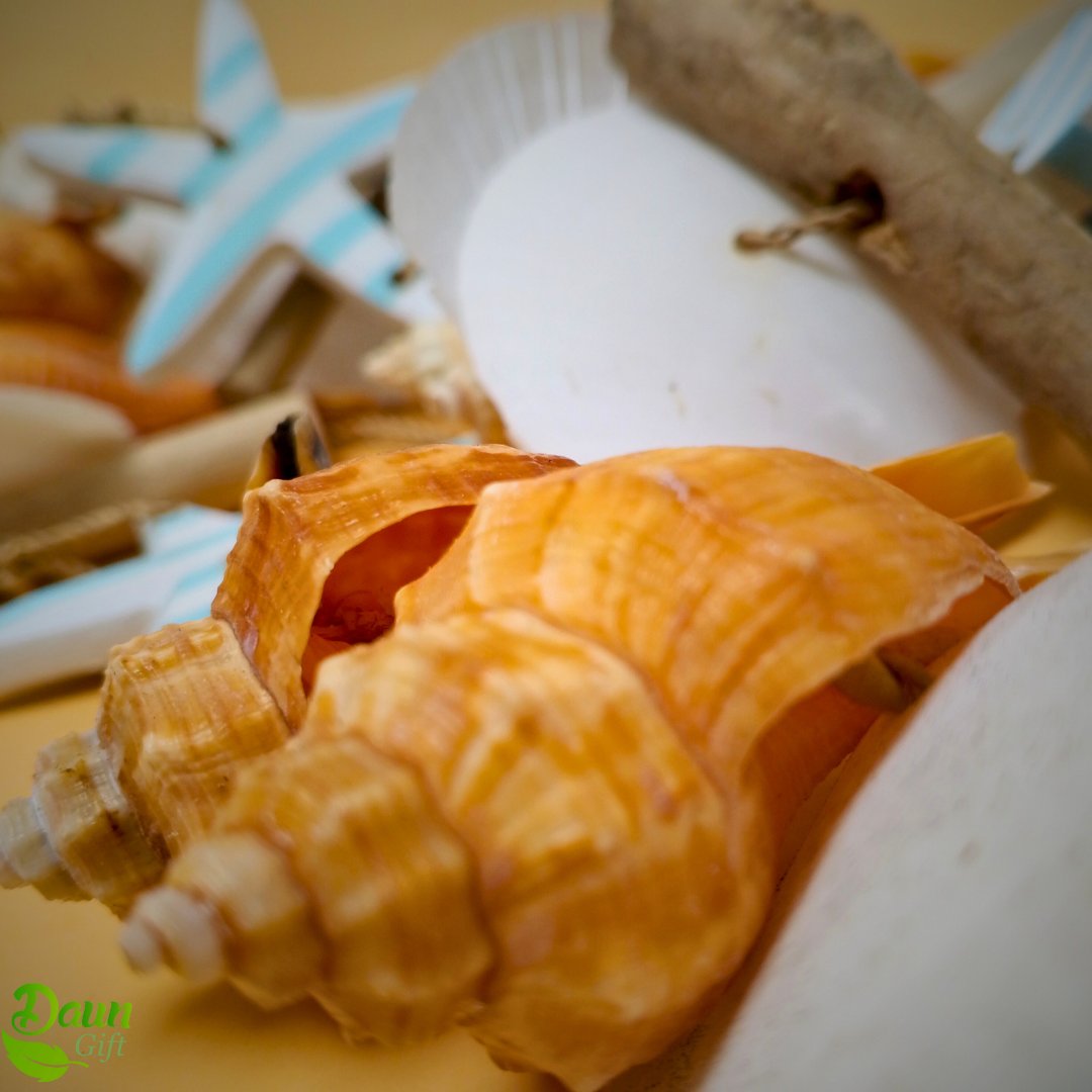 daungift's tweet image. Bring the ocean indoors with these beautiful shells and wood hanging decorations!  Natural, timeless, and perfect for creating coastal vibes your customers will love. Available for wholesale—let the seaside style set sail!  #BeachHouseDecor #ShellCraft #Wholesale #DaunGift