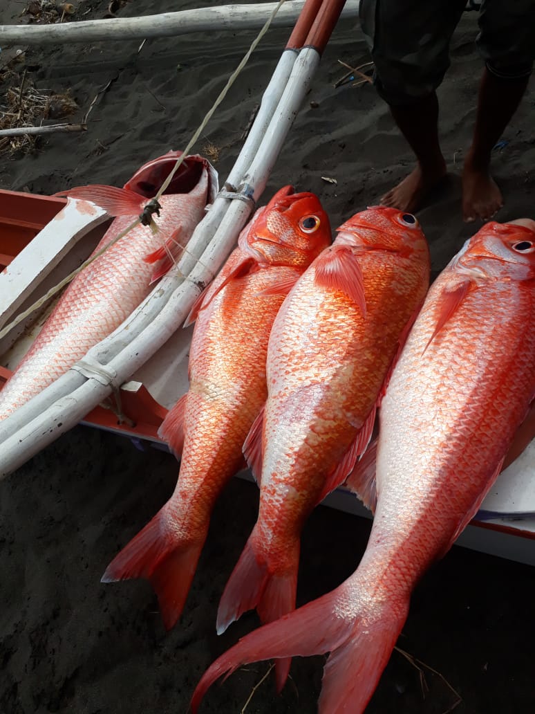 rulkifli's tweet photo. Git luhkan sangihe melaporkan hasil Tangkapan KUB senggihilang Ikan Kurisi Seberat 50 kg dengan harga Rp.50.000/kg
#bpsdmkp
#pusluh
#bpppbitung https://t.co/S475ZBCEc1