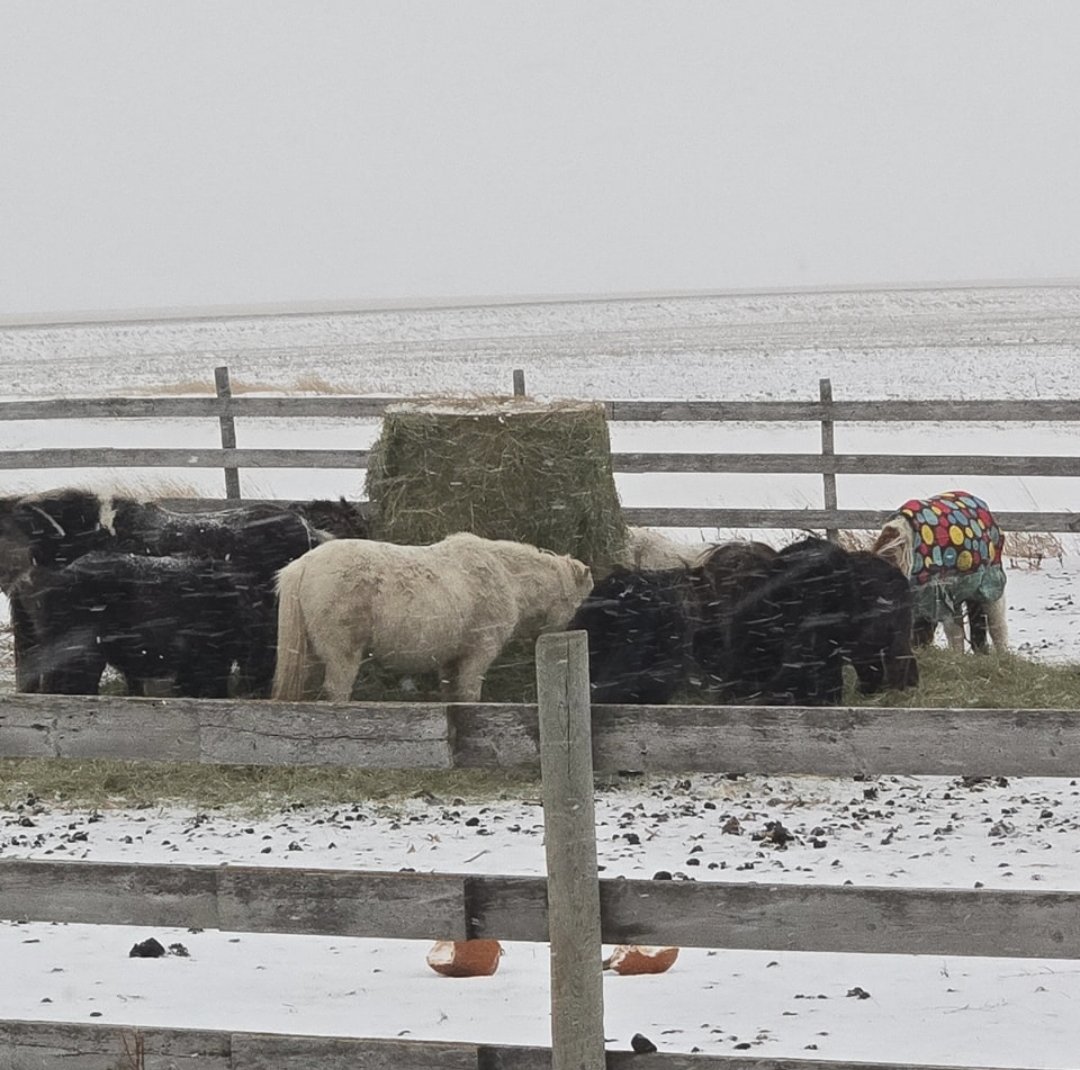 HoovesHappy's tweet photo. A snowy day at the Sanctuary.
#sanctuary #ponysanctuary #donkeysanctuary #donkey #minidonkey #horses #shetlandpony #minimule #mules #happylittlehooves #ponies #minihorse #pony #minihorses #ponyhour https://t.co/UfFGJrXePZ