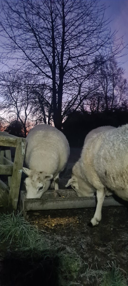 Frosty this morning, have a fabulous day everyone.

Working from home today, which allowed me to feed our clan as it was going light instead of in the dark 🙃