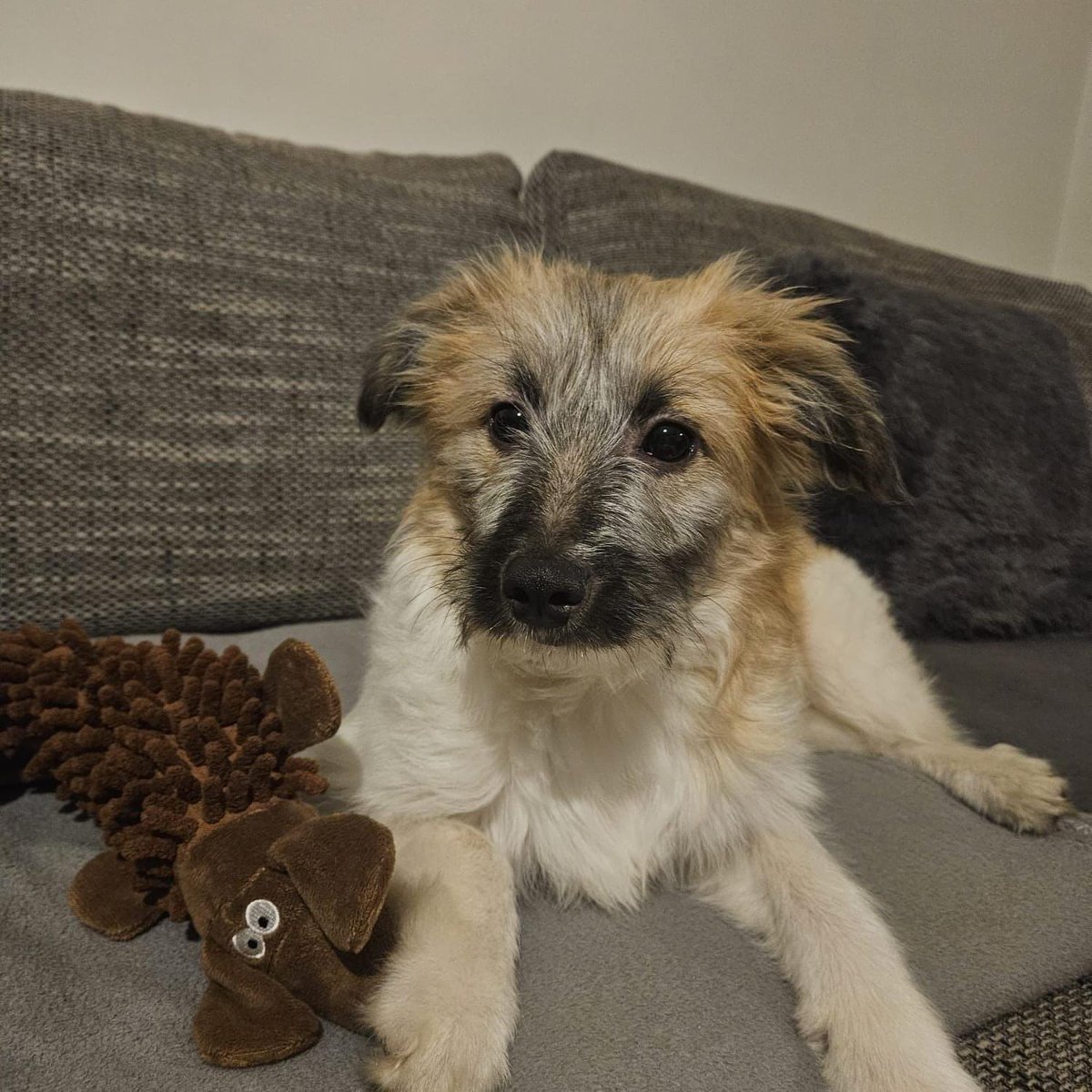 FundacjaEX_LEGE's tweet photo. Gwiazdka szuka domu!!⭐

to przepiękna sunia w wieku ok. 8 miesięcy. Będzie średniej wielkości psem - obecnie waży ok. 6 kg🐶
Jest w trakcie profilaktyki zdrowotnej👩‍⚕🩺  

adopcje@fundacjaexlege.pl https://t.co/zF8u0peMPD