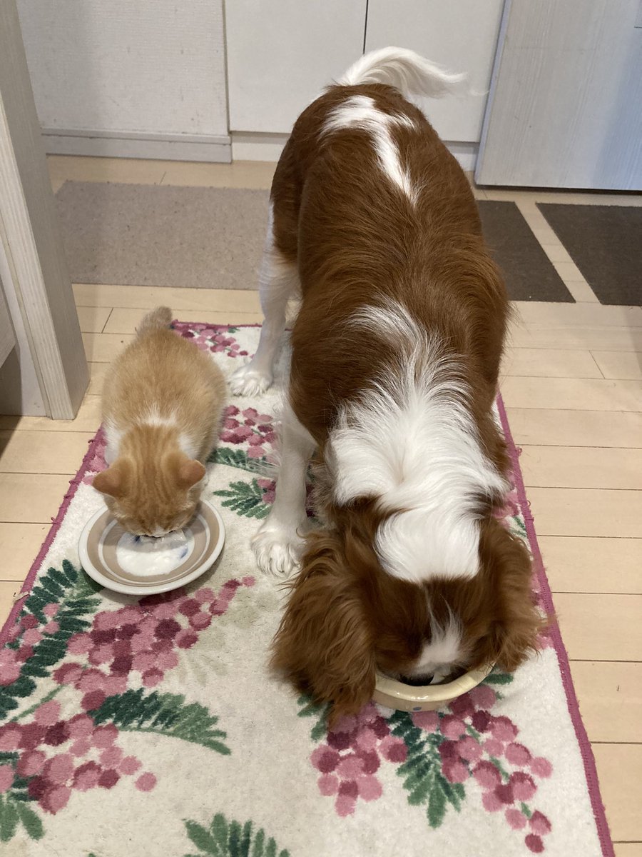 cando1998's tweet image. ヨーグルトの時間です