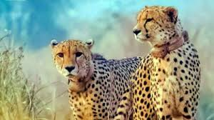 SocioMediaX's tweet photo. Madhya Pradesh: Two cubs of cheetah 'Nirva' in Kuno National Park found dead
#MadhyaPradesh #Cubs #Nirva #KunoNationalPark