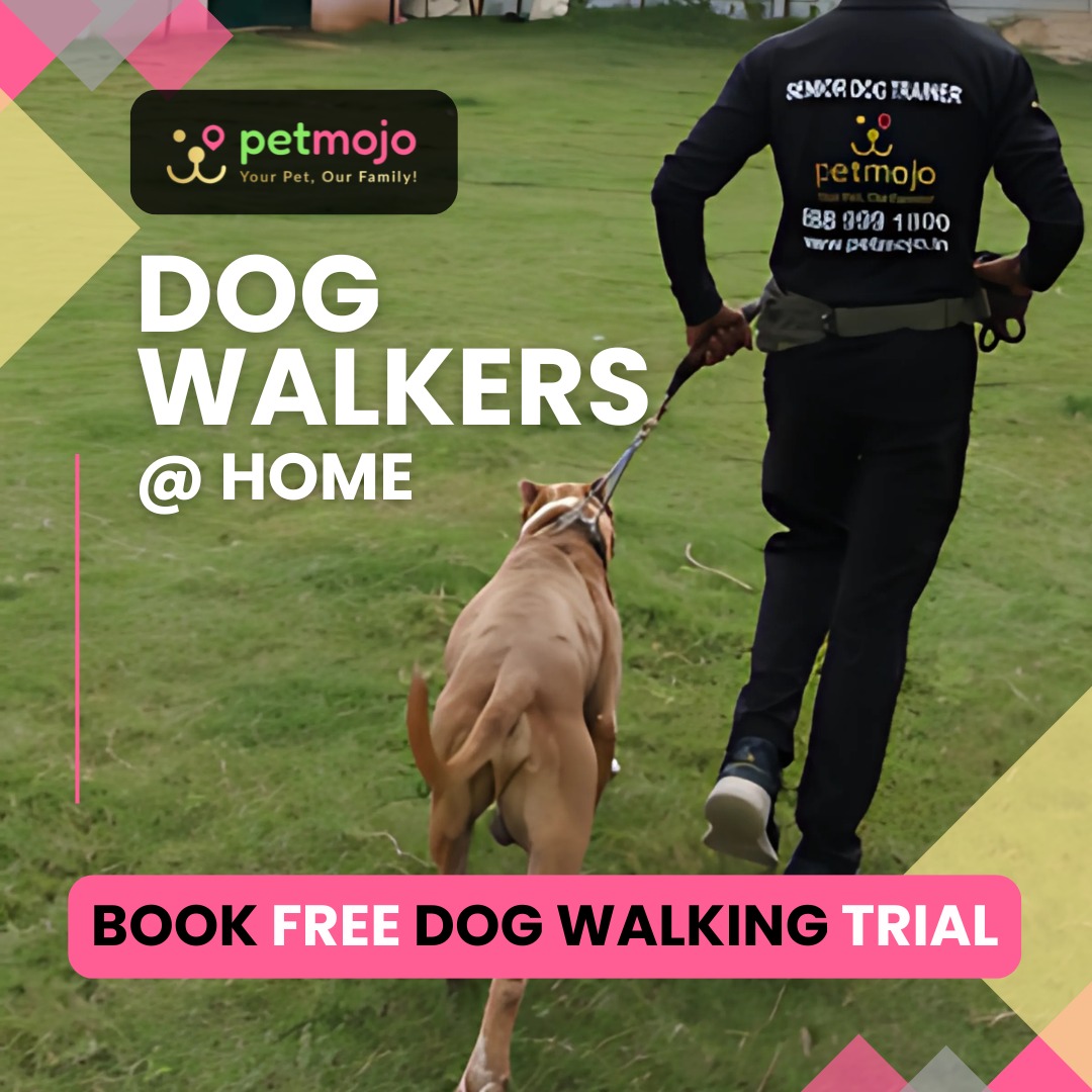 Petmojo_App's tweet photo. From Door to Park and Back - We'll Handle It All! 🐕🐾
Book a hassle-free dog walking with us at the comfort of your home 🏡

Download the Petmojo App 📲now and connect us at +91-8889991800

Follow for more ✔️

#petmojo #petmojoservices #petcare #pets #dog #cat #new #trend #viral https://t.co/uMQJV0ZP39