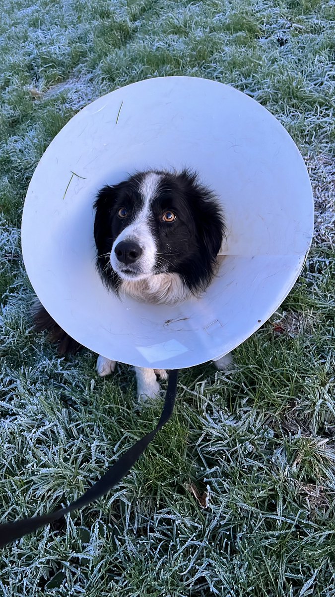 As a vet nurse I dealt with so many injured dogs but when it’s your own it’s different  My poor Phoebe injured her leg the other day, feeling a bit sorry for herself.  Thanks to the wonderful Goreybrayvet 
#dogs 
#collies