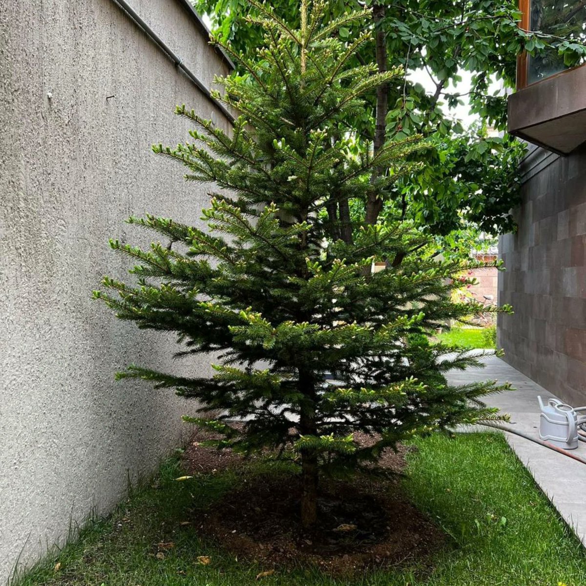 Beautiful tree 🌲 will I call it Christmas tree what will I call this tree..?