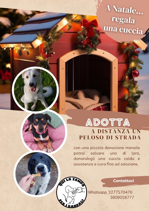 associazione qui la zampa (@quilazampa) on Twitter photo 