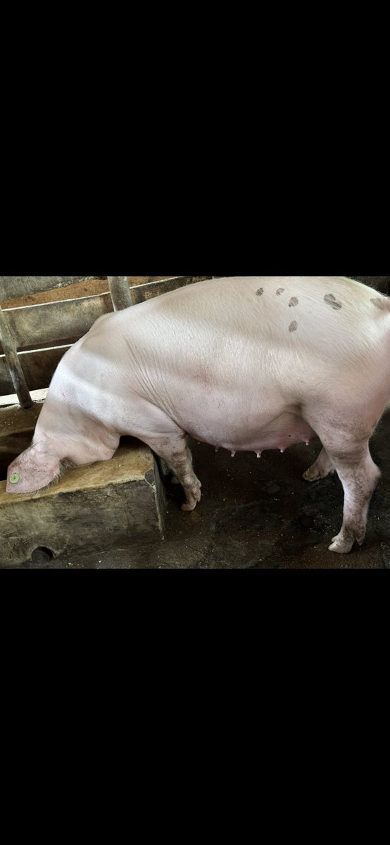 Eagle_Farmltd's tweet image. Guess the breed 😝😍

#livestockfarming 
#piggeryfarming 
#womeninagriculture 
#buyfromyouth