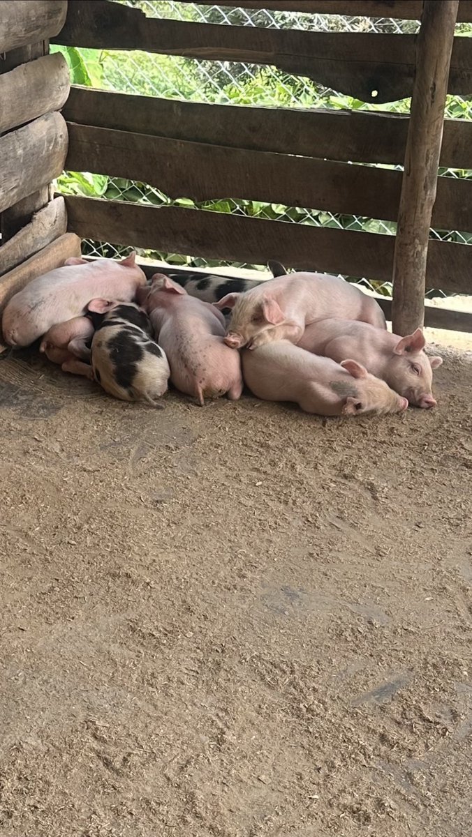 Eagle_Farmltd's tweet image. Guess the breed 😝😍

#livestockfarming 
#piggeryfarming 
#womeninagriculture 
#buyfromyouth