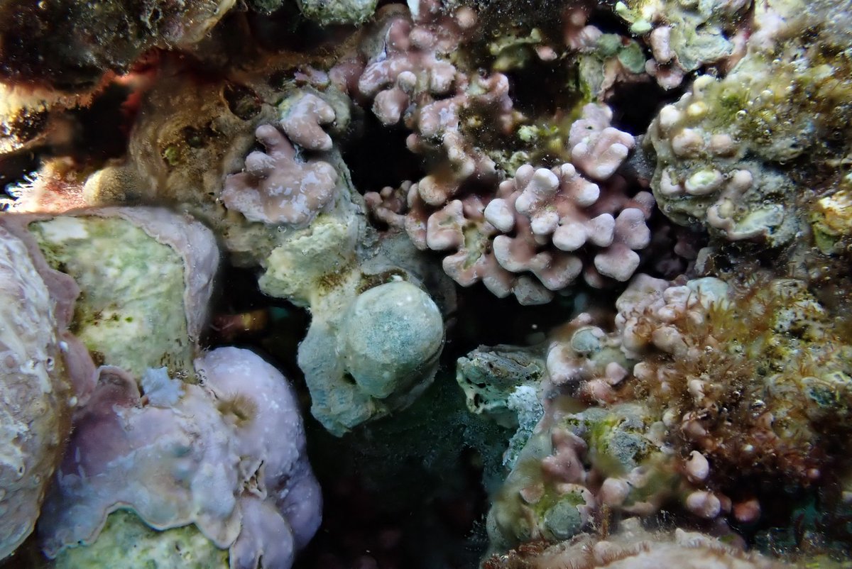 Global Change Ecology Lab tweet media