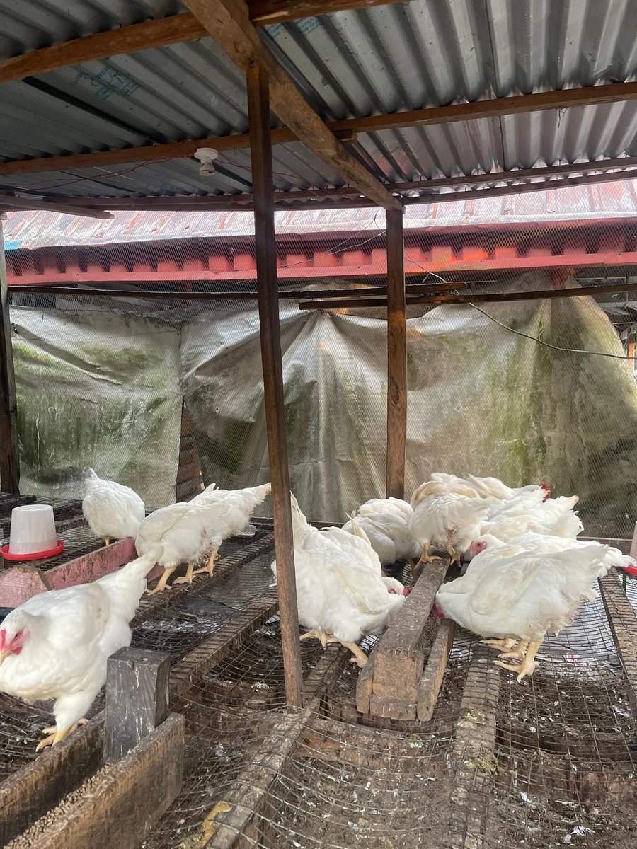 Elkrosmediahub's tweet photo. Guys, if you are around Ughelli or Warri environ, kindly patronize my  mother-in-law please. 
She sells each for N30,000 only. 

Contact her salesperson on 09114389593. 

Thank you o!🙏🏽 https://t.co/UzQeL7nkKS