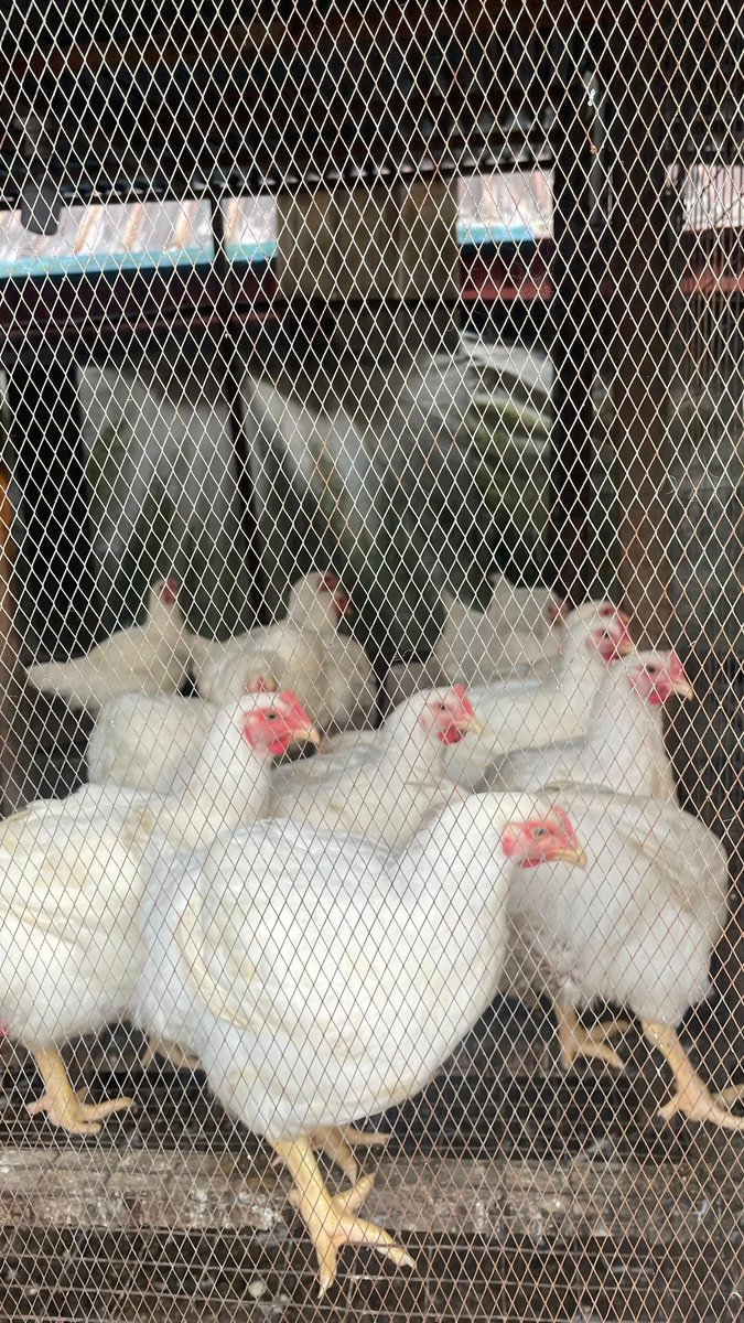 Elkrosmediahub's tweet photo. Guys, if you are around Ughelli or Warri environ, kindly patronize my  mother-in-law please. 
She sells each for N30,000 only. 

Contact her salesperson on 09114389593. 

Thank you o!🙏🏽 https://t.co/UzQeL7nkKS
