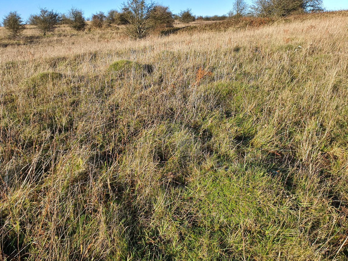 Irish Semi-natural Grasslands (@grasslandsirl) on Twitter photo Even in winter, #GreatIrishGrasslands can be amazing 👏 😍 I had a wonderful, sun-filled in Ireland's newest #NatureReserve at #Cullahill, Co. #Kilkenny yesterday.
It boasts species-rich calcareous grassland, lowland #Haymeadow & #MarshFritillary 🦋
<a href="/NPWSIreland/">National Parks and Wildlife Service</a> Even in winter, #GreatIrishGrasslands can be amazing 👏 😍 I had a wonderful, sun-filled in Ireland's newest #NatureReserve at #Cullahill, Co. #Kilkenny yesterday.
It boasts species-rich calcareous grassland, lowland #Haymeadow & #MarshFritillary 🦋
<a href="/NPWSIreland/">National Parks and Wildlife Service</a>