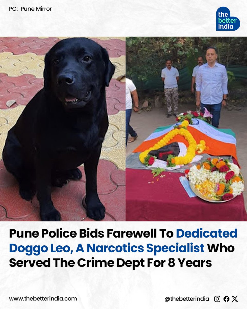 thebetterindia's tweet photo. Pune bid a tearful adieu to its furry hero, K-9 Officer Leo, a Labrador Retriever who dedicated eight years of his life to serving the city's police force.

#K9Hero #PunePolice #PoliceDog #RIPLeo #AnimalHero https://t.co/EXRHkkrAAL