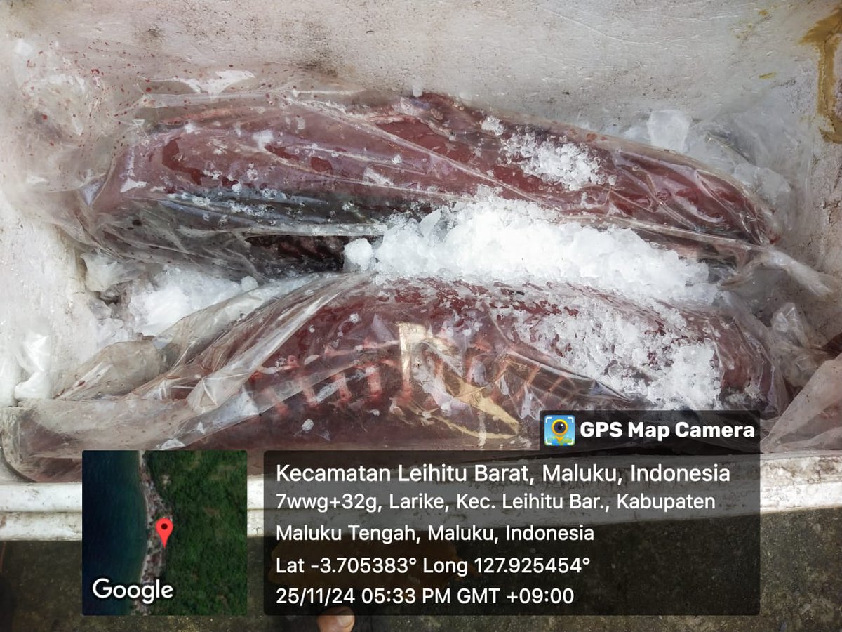 irwan_ibr's tweet photo. Senin (25/11/24), Irwan Ibr, Luhkan MalTeng, di KUB Tuna Jaya (La Isman ) Dsn Lay, Melaporkan tangkapan Tuna Loin  60 Kg Harga Jual 82.000/Kg dgn pancing Ulur, November 2024.  
  #GiatLuhkanSatminkalAmbon #MalukuTengah #tangkap
@BP3_Ambon https://t.co/rRUTLjEkww