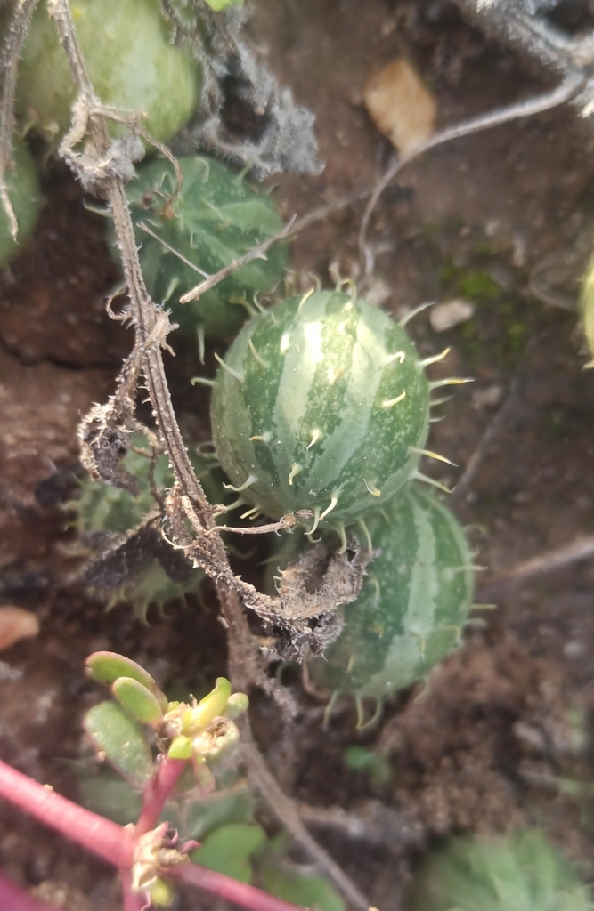 NatusferaEs's tweet photo. En @natusferaes / @inaturalist se suelen detectar #especiesexóticas como 𝐶𝑢𝑐𝑢𝑚𝑖𝑠 𝑚𝑦𝑟𝑖𝑜𝑐𝑎𝑟𝑝𝑢𝑠, #observacióndelasemana 📸:

🟢https://t.co/E3B7SmUskh

Originaria del África tropical y meridional, se usó como emético y es tóxica para personas y ganado. https://t.co/LNAvwR5Ieg