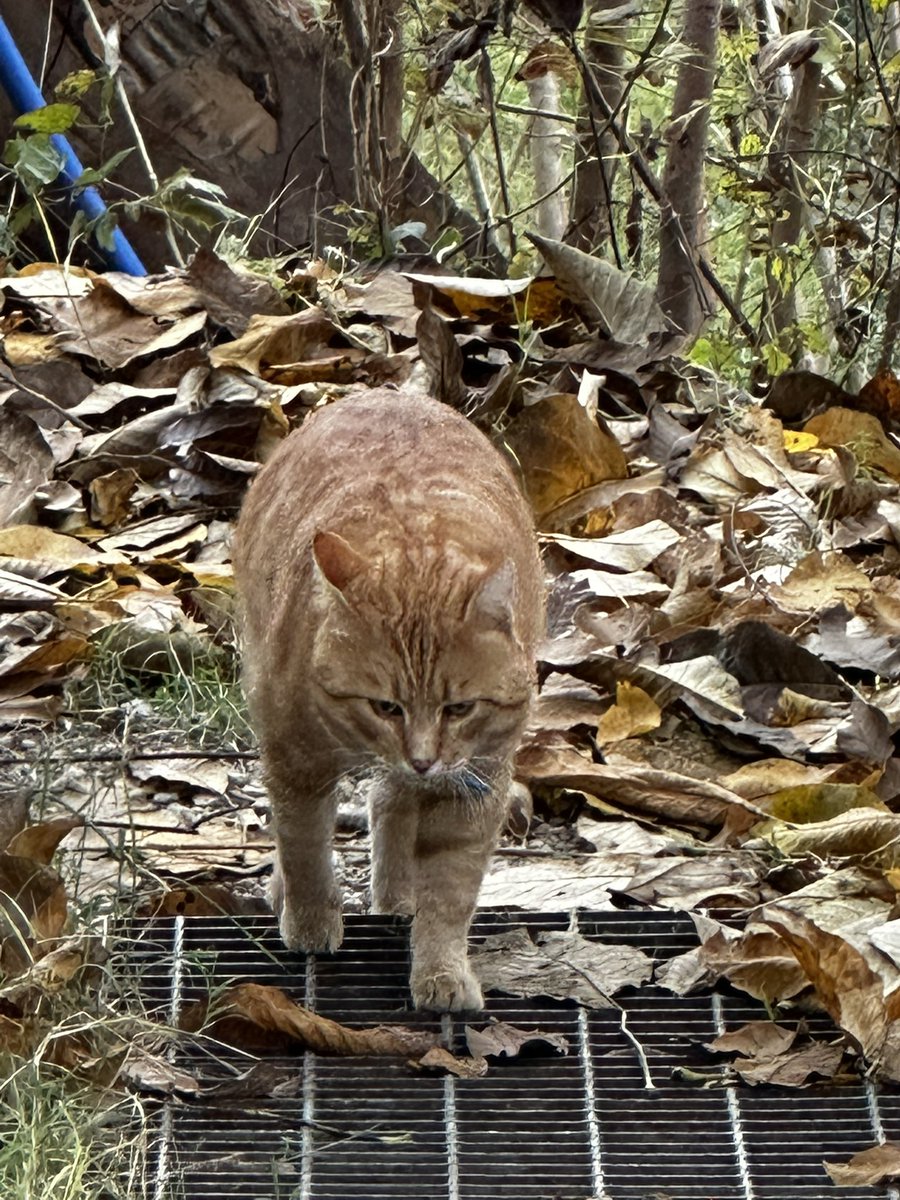 wuduanlings's tweet photo. my little teddy bear #fallguygummy #gummyfall #gummyposting https://t.co/ny16G4obL1