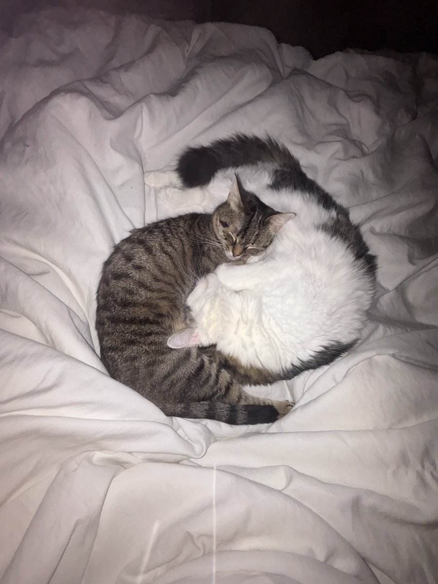 strbrybb's tweet image. YIN YANG CAT