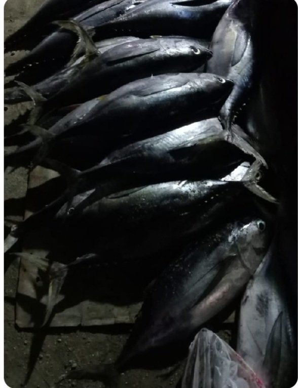 rulkifli's tweet photo. Giat Luhkan selasa 19 november 2024 melaporkan hasil Tangkapan KUB EMPANG sebanyak 30 kg Ikan cakalang dengan harga Jual sebesar Rp.20.000/kg
#pusluh
#bpppbitung https://t.co/YCw3icMVW3