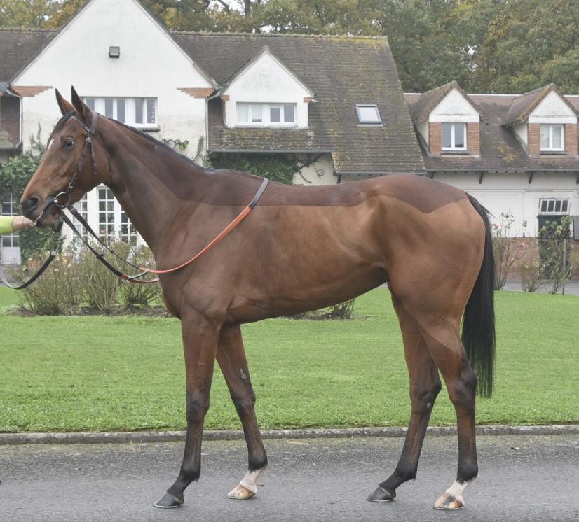 Wertheimer Sales (@wertheimersales) on Twitter photo โ๏ธ<a href="/InfoArqana/">ARQANA</a> Vente dโElevageโ๏ธ
๐๐ผ๐๐ด (Lot 2๏ธโฃ0๏ธโฃ), a 3yo daughter of #Siyouni who added a new success over 1900m at <a href="/Chantilly/">ใใคใใใปใฏใชใผใ </a> to her winning account after the catalogue was printed.
๐Discover her pedigree: tinyurl.com/37k895xk
๐See us in yard D
๐ธLaura Gomez Miguel โ๏ธ<a href="/InfoArqana/">ARQANA</a> Vente dโElevageโ๏ธ
๐๐ผ๐๐ด (Lot 2๏ธโฃ0๏ธโฃ), a 3yo daughter of #Siyouni who added a new success over 1900m at <a href="/Chantilly/">ใใคใใใปใฏใชใผใ </a> to her winning account after the catalogue was printed.
๐Discover her pedigree: tinyurl.com/37k895xk
๐See us in yard D
๐ธLaura Gomez Miguel