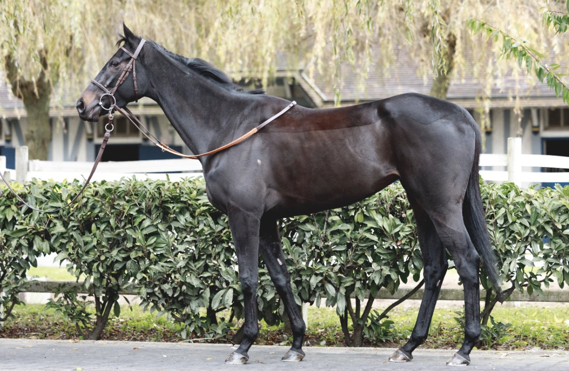 Wertheimer Sales (@wertheimersales) on Twitter photo โ๏ธ<a href="/InfoArqana/">ARQANA</a> Vente dโElevageโ๏ธ
๐ถ๐๐
๐๐ธ๐ฟ๐ผ๐ธ๐๐๐ธ (Lot 1๏ธโฃ7๏ธโฃ), runner-up in the Prix Denisy (L.), is also a sister to Listed winner PALOMBA & Prix Marcel Boussac (Gr.1) runner-up TASMANIA.
๐Discover her pedigree: tinyurl.com/58wmywfj
๐See us in yard D
๐ธ <a href="/zuzanna_lupa/">Zuzanna Lupa</a> โ๏ธ<a href="/InfoArqana/">ARQANA</a> Vente dโElevageโ๏ธ
๐ถ๐๐
๐๐ธ๐ฟ๐ผ๐ธ๐๐๐ธ (Lot 1๏ธโฃ7๏ธโฃ), runner-up in the Prix Denisy (L.), is also a sister to Listed winner PALOMBA & Prix Marcel Boussac (Gr.1) runner-up TASMANIA.
๐Discover her pedigree: tinyurl.com/58wmywfj
๐See us in yard D
๐ธ <a href="/zuzanna_lupa/">Zuzanna Lupa</a>