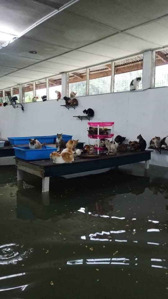 fourmeows1's tweet photo. ‼️URGENT‼️

📍Tok Uban, Pasir Mas, Kelantan

Sesiapa yang dapat bantu shelter ni, pls help them. Help these rescue cats &amp; shelter. 

Kesiannya nak lari ke mana? Setahu saya tempat penumpangan hanya utk penduduk. Pls help these poor souls😭🙏🏼 https://t.co/0gOxxw8FGL