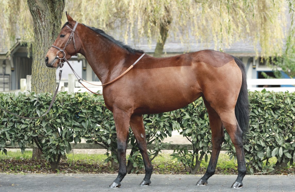 Wertheimer Sales (@wertheimersales) on Twitter photo โ๏ธ<a href="/InfoArqana/">ARQANA</a> Vente dโElevageโ๏ธ
๐๐๐ด๐๐ผ๐๐ (Lot 7๏ธโฃ), a 3yo daughter of #DarkAngel, is an own sister to Group-placed ANGELABA and three-parts sister to juvenile Gr.2 winner ACCAKABA.
๐Discover her pedigree: tinyurl.com/bdd6zcce
๐See us in yard D
๐ธ <a href="/zuzanna_lupa/">Zuzanna Lupa</a> โ๏ธ<a href="/InfoArqana/">ARQANA</a> Vente dโElevageโ๏ธ
๐๐๐ด๐๐ผ๐๐ (Lot 7๏ธโฃ), a 3yo daughter of #DarkAngel, is an own sister to Group-placed ANGELABA and three-parts sister to juvenile Gr.2 winner ACCAKABA.
๐Discover her pedigree: tinyurl.com/bdd6zcce
๐See us in yard D
๐ธ <a href="/zuzanna_lupa/">Zuzanna Lupa</a>