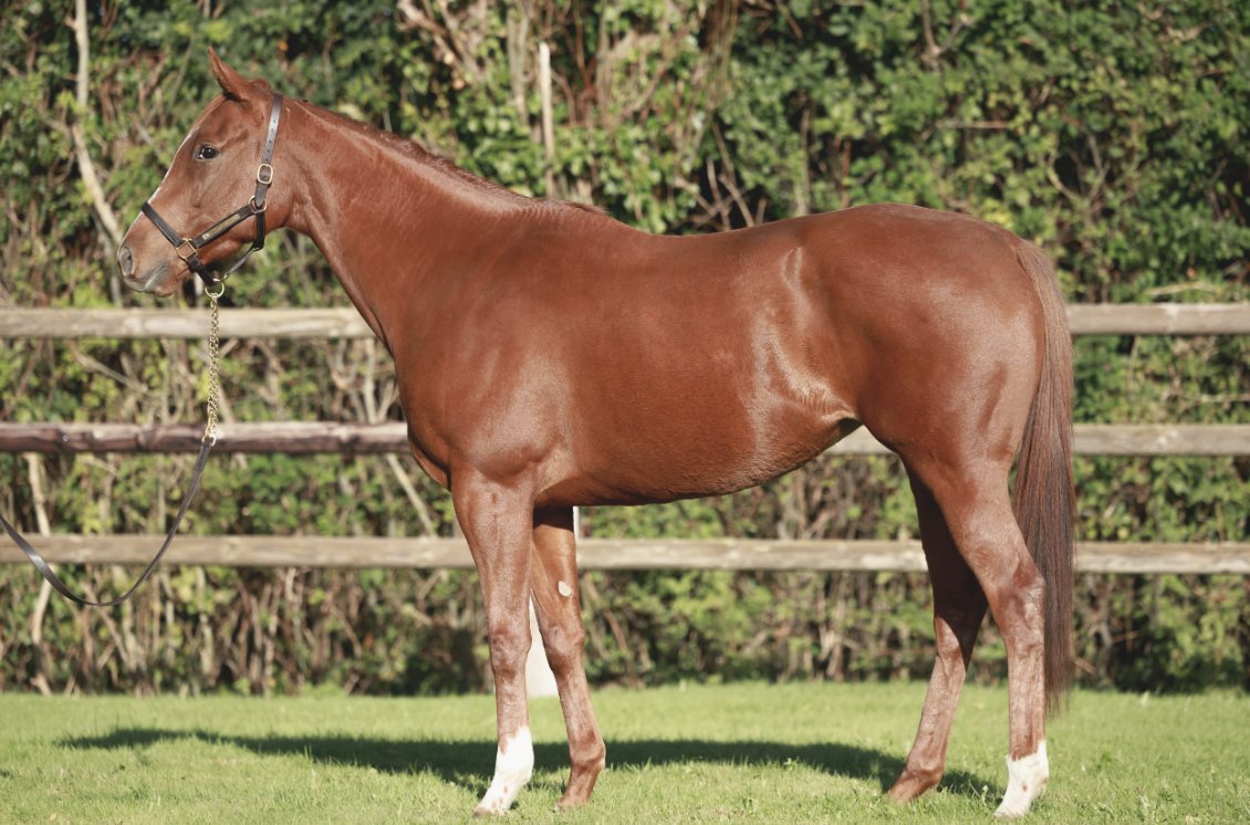 ❄️<a href="/InfoArqana/">ARQANA</a> Vente d’Elevage❄️

𝐴𝐿𝐺𝑂𝐿𝐼𝐴 (Lot 6️⃣7️⃣), a 3yo winning daughter of leading sire in Europe in 2024 #LopeDeVega, out of Group 1 winner VIVA RAFAELA.

👀Discover her pedigree: tinyurl.com/4ef6y8tv
📍See us in yard D

📸 <a href="/zuzanna_lupa/">Zuzanna Lupa</a>