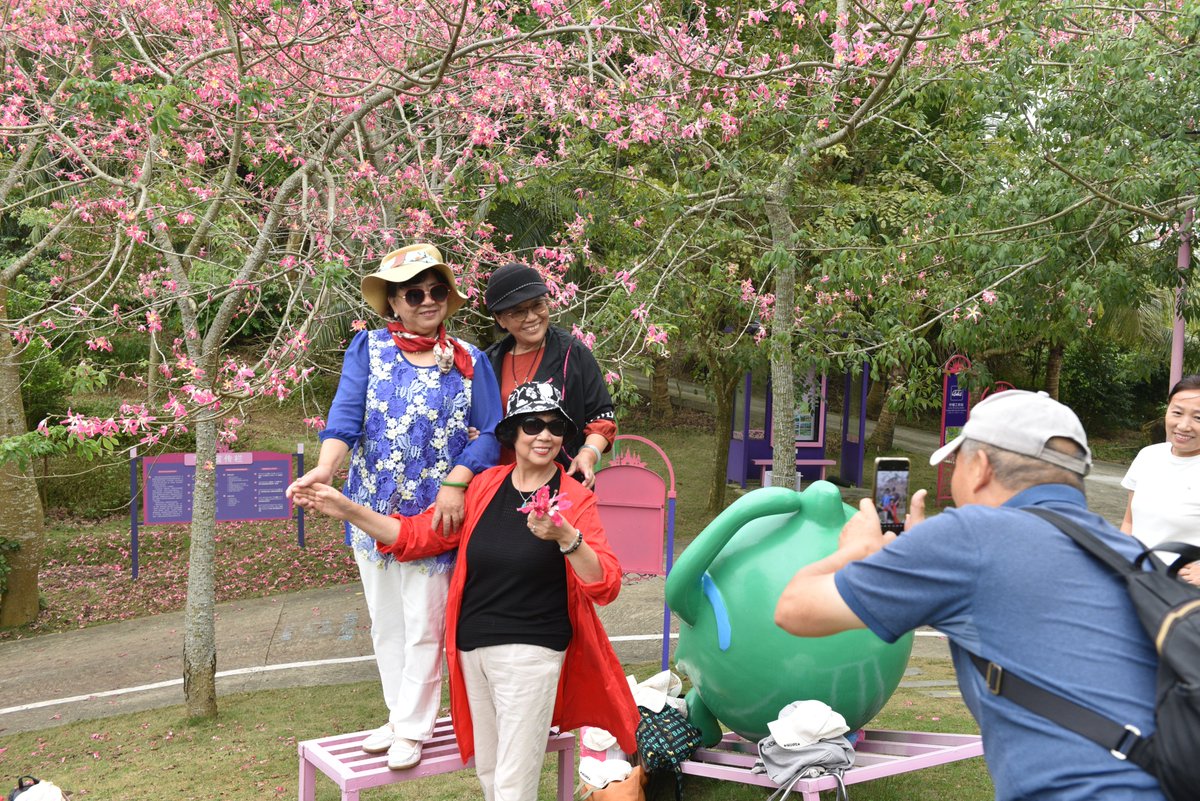 HainanToday's tweet image. October to December is the best time to enjoy the beauty of the #floss #silk #tree. In the Xiangshan Fragrant Culture Park, #Hainan’s #Tunchang County, nearly a hundred floss silk trees are in full #bloom, making it a popular place to take #outdoor photos.
#winter #flower
