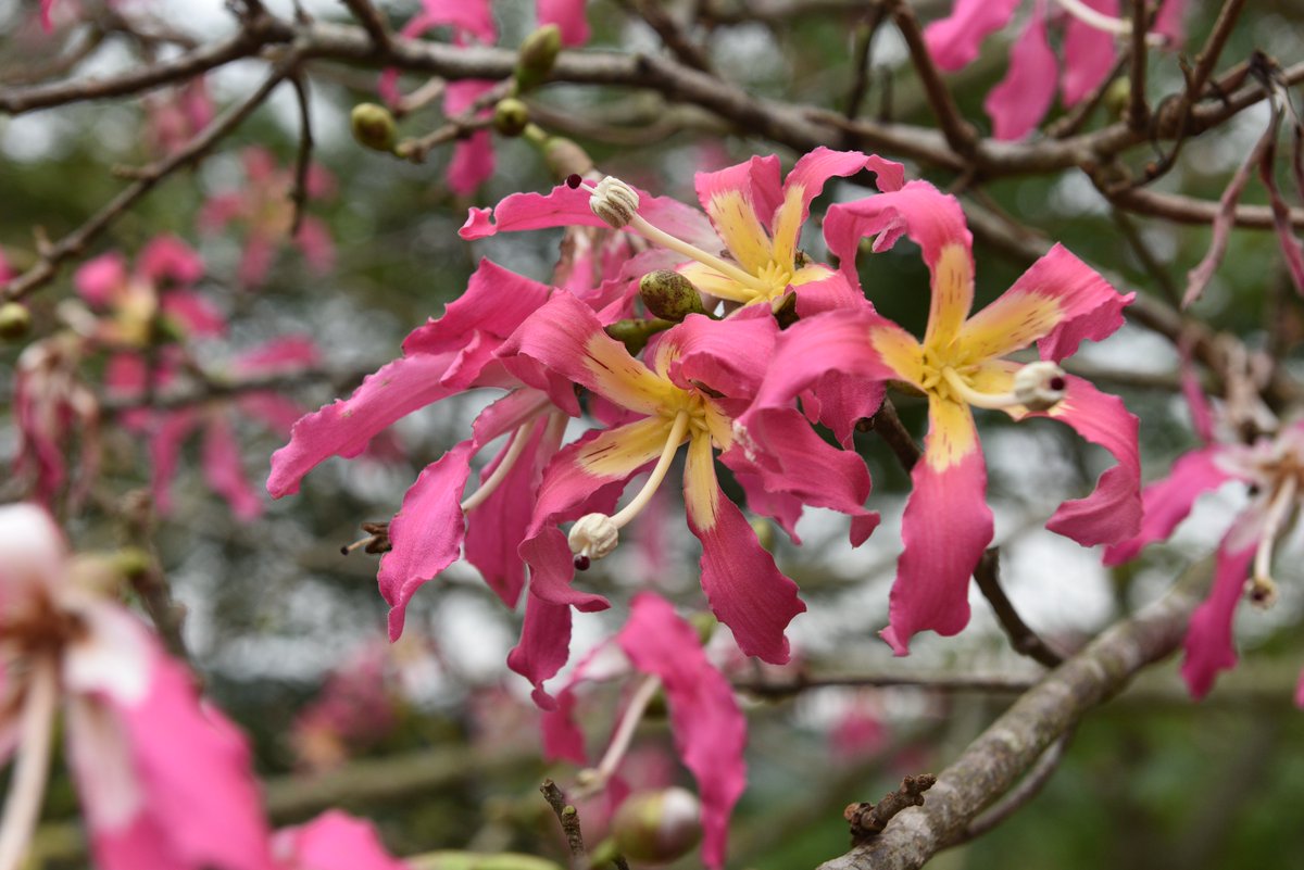 HainanToday's tweet image. October to December is the best time to enjoy the beauty of the #floss #silk #tree. In the Xiangshan Fragrant Culture Park, #Hainan’s #Tunchang County, nearly a hundred floss silk trees are in full #bloom, making it a popular place to take #outdoor photos.
#winter #flower