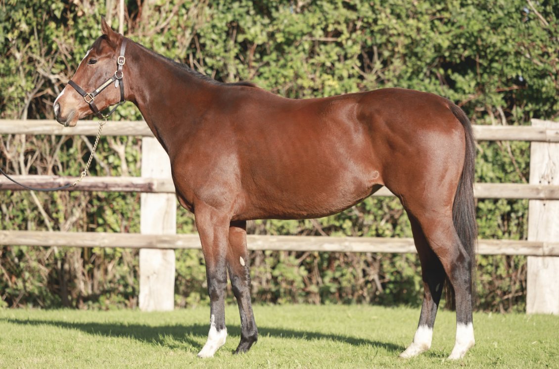 Wertheimer Sales (@wertheimersales) on Twitter photo โ๏ธ<a href="/InfoArqana/">ARQANA</a> Vente dโElevageโ๏ธ
๐ฟ๐ด๐๐ผ๐๐๐ท๐ธ (Lot 4๏ธโฃ8๏ธโฃ), a 3yo daughter of #Siyouni, out of Group 1 winning mare GALOKIVA, from the immediate family of the great GOLDIKOVA.
๐Discover her pedigree: tinyurl.com/2w8bm8bh
๐See us in yard D
๐ธ <a href="/zuzanna_lupa/">Zuzanna Lupa</a> โ๏ธ<a href="/InfoArqana/">ARQANA</a> Vente dโElevageโ๏ธ
๐ฟ๐ด๐๐ผ๐๐๐ท๐ธ (Lot 4๏ธโฃ8๏ธโฃ), a 3yo daughter of #Siyouni, out of Group 1 winning mare GALOKIVA, from the immediate family of the great GOLDIKOVA.
๐Discover her pedigree: tinyurl.com/2w8bm8bh
๐See us in yard D
๐ธ <a href="/zuzanna_lupa/">Zuzanna Lupa</a>