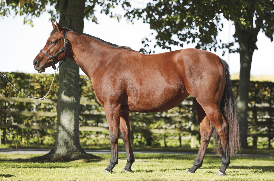 Wertheimer Sales (@wertheimersales) on Twitter photo โ๏ธ<a href="/InfoArqana/">ARQANA</a> Vente dโElevageโ๏ธ
๐๐ผ๐๐ ๐๐ด๐
๐ด๐ท๐ผ๐ (Lot 9๏ธโฃ7๏ธโฃ), a 3yo daughter of #Dubawi, out of 1,000 Guineas (Gr.1) heroine MISS FRANCE & in foal to #Intello.
๐Discover her pedigree: tinyurl.com/3ykbh8pe
๐See us in yard D
๐ธ <a href="/zuzanna_lupa/">Zuzanna Lupa</a> โ๏ธ<a href="/InfoArqana/">ARQANA</a> Vente dโElevageโ๏ธ
๐๐ผ๐๐ ๐๐ด๐
๐ด๐ท๐ผ๐ (Lot 9๏ธโฃ7๏ธโฃ), a 3yo daughter of #Dubawi, out of 1,000 Guineas (Gr.1) heroine MISS FRANCE & in foal to #Intello.
๐Discover her pedigree: tinyurl.com/3ykbh8pe
๐See us in yard D
๐ธ <a href="/zuzanna_lupa/">Zuzanna Lupa</a>