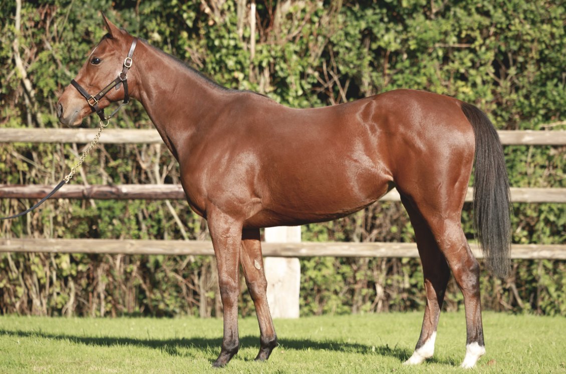 Wertheimer Sales (@wertheimersales) on Twitter photo โ๏ธ<a href="/InfoArqana/">ARQANA</a> Vente dโElevageโ๏ธ
๐๐ด๐๐ ๐๐๐ผ๐ (Lot 1๏ธโฃ7๏ธโฃ2๏ธโฃ), a juvenile Listed winner, rated 98 at her best. Three-parts sister to Listed winner MUETTE, from the family of Gr.1 winners BEAUTY PARLOUR & MIGHT AND POWER.
๐Discover her pedigree: tinyurl.com/bdzdmuhf
๐Yard D โ๏ธ<a href="/InfoArqana/">ARQANA</a> Vente dโElevageโ๏ธ
๐๐ด๐๐ ๐๐๐ผ๐ (Lot 1๏ธโฃ7๏ธโฃ2๏ธโฃ), a juvenile Listed winner, rated 98 at her best. Three-parts sister to Listed winner MUETTE, from the family of Gr.1 winners BEAUTY PARLOUR & MIGHT AND POWER.
๐Discover her pedigree: tinyurl.com/bdzdmuhf
๐Yard D